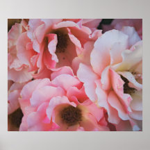 Gentle Pink Rose Blooms - Flower photography Poster