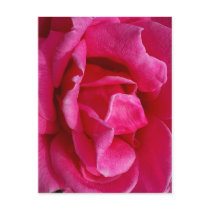 Gentleness Rose Postcards