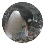 Gentoo Penguin - Adult With Small Chicks In Nest Round Sticker