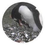 Gentoo Penguin - Adult With Small Chicks In Nest Stickers