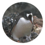 Gentoo Penguin - Adult With Small Chicks In Nest Round Stickers