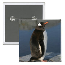Gentoo Penguin Button
