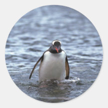 Gentoo Penguin Emerging From Sea Round Sticker