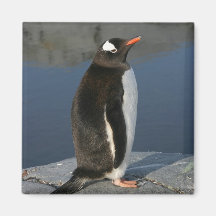 Gentoo Penguin Magnets