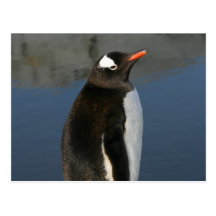 Gentoo Penguin Post Card