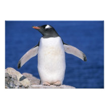 Gentoo Penguin Pygoscelis papua) Port Photographic Print