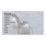 Gentoo Penguins Entering Sea Business Cards