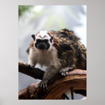 Geoffroy's Tamarin Print