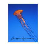 Georgia Aquarium Jellyfish Post Card