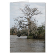Georgia swamps greeting card