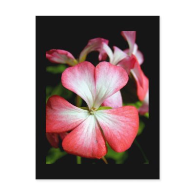 Geranium 'Alberta' Post Card by sweden_otsi