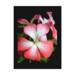 Geranium 'Alberta' Post Card