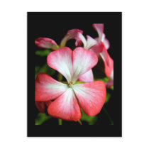 Geranium 'Alberta' Post Card