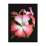 Geranium 'Alberta' Post Card