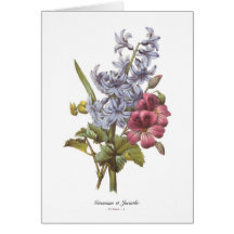 Geranium and Hyacinth Cards
