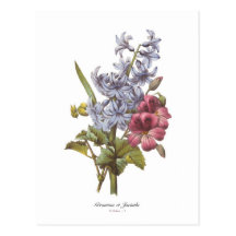 Geranium and Hyacinth Post Card