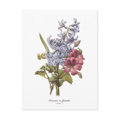 Geranium and Hyacinth Post Card by Botany_Boy