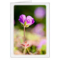 geranium and sun cards