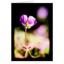 geranium and sun on black cards