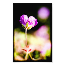 geranium and sun on black photo art