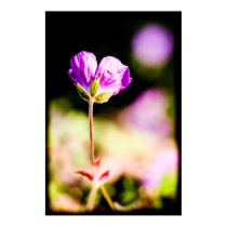 geranium and sun on black posters