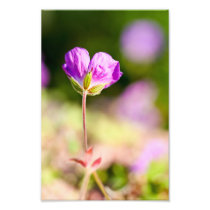geranium and sun art photo