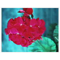 Geranium bloom head, Whitby, Ontario, Canada Flyers