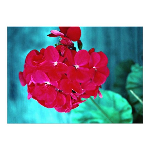 Geranium bloom head, Whitby, Ontario, Canada Announcement