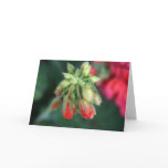 Geranium Buds