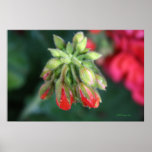 Geranium Buds