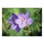 Geranium cards