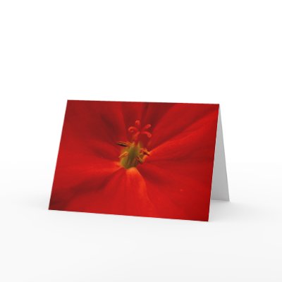 Geranium Greeting Card by viviculture
