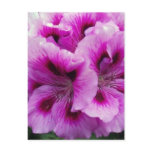 Geranium Care Postcard
