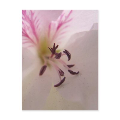 Geranium Centre Postcard by emele1