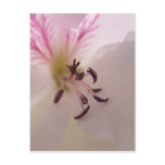 Geranium Centre Postcard
