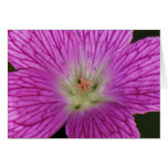 Geranium Close up Card