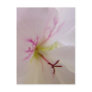 Geranium Detail Postcard
