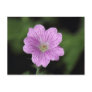 Geranium Endressii Postcard