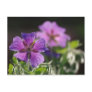 Geranium Flower Postcard