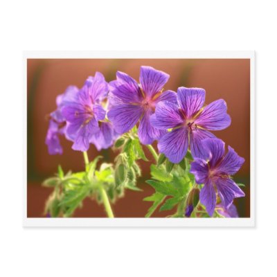 Geranium Flower Postcard by galind