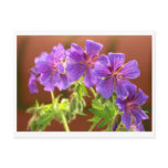 Geranium Flower Postcard