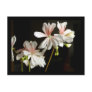 Geranium 'Honeywood Susanne' Postcard