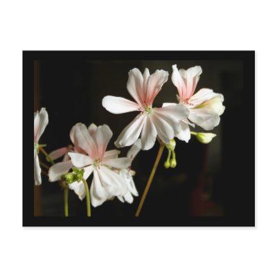 Geranium 'Honeywood Susanne' Postcard by sweden_otsi