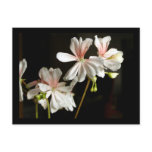 Geranium 'Honeywood Susanne' postcards