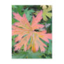 Geranium Leaf Postcard