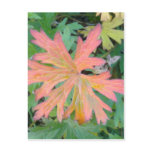 Geranium Leaf Postcard
