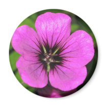 Geranium Magnet