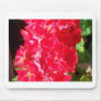 Geranium