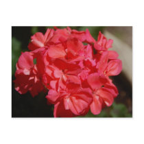 Geranium Postcard