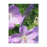 Geranium Postcard